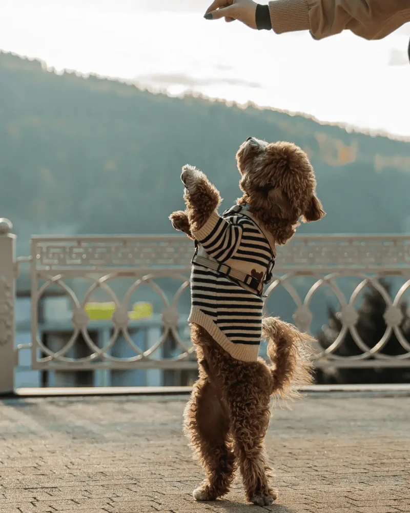 відпочинок у карпатах з собакою та домашніми тваринами - Номер 2