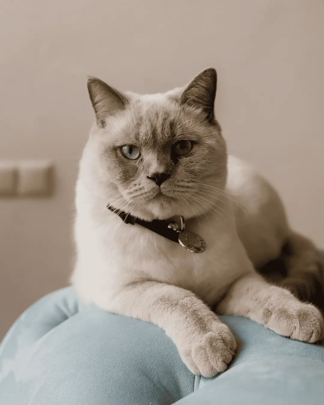 відпочинок у карпатах з собакою та домашніми тваринами - Номер 3