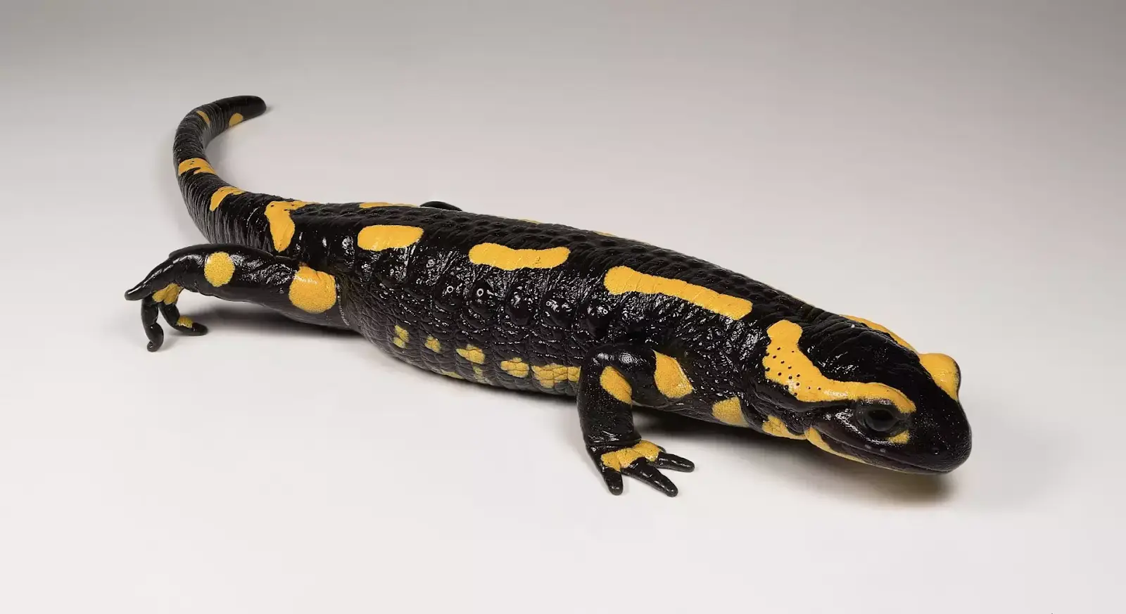 тварини карпат: огляд найцікавіших видів - Номер 6