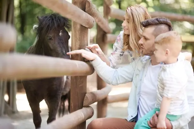 етнопарк «гуцул ленд» — автентичні традиції карпат для всієї родини - Номер 3